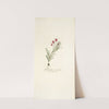 Gladiolus silenoides (1781-1793) by Nikolaus Joseph Freiherr von Jacquin