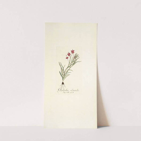 Gladiolus silenoides (1781-1793) by Nikolaus Joseph Freiherr von Jacquin