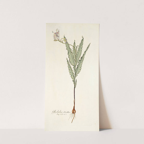 Gladiolus striatus (1781-1793) by Nikolaus Joseph Freiherr von Jacquin