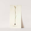 Gladiolus strictus (1781-1793) by Nikolaus Joseph Freiherr von Jacquin