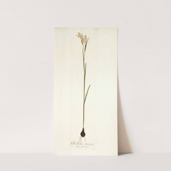 Gladiolus strictus (1781-1793) by Nikolaus Joseph Freiherr von Jacquin