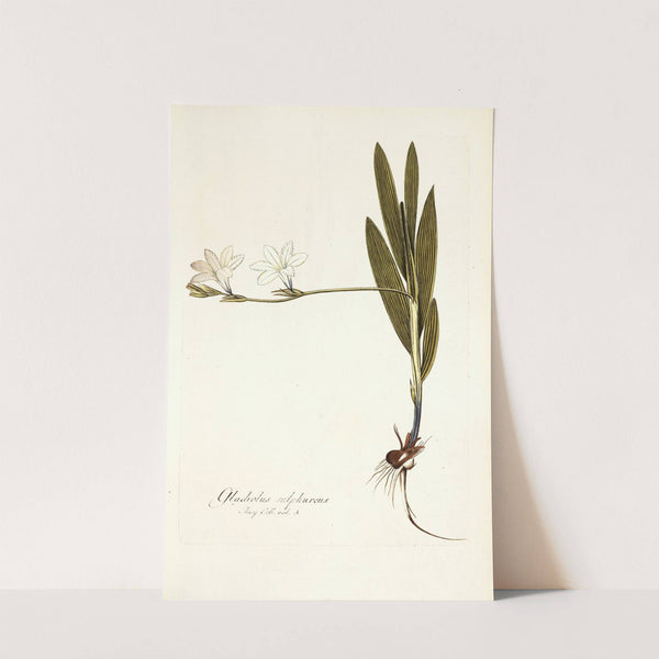Gladiolus sulphureus (1781-1793) by Nikolaus Joseph Freiherr von Jacquin