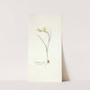 Gladiolus tenellus (1781-1793) by Nikolaus Joseph Freiherr von Jacquin