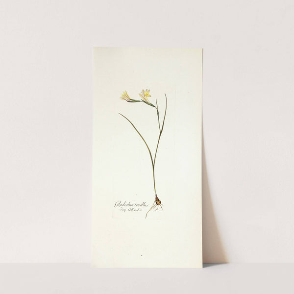 Gladiolus tenellus (1781-1793) by Nikolaus Joseph Freiherr von Jacquin