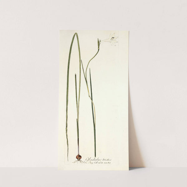 Gladiolus tristis by Nikolaus Joseph Freiherr von Jacquin