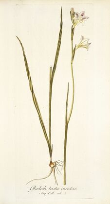 Gladiolus tristis varietas