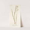 Gladiolus tristis varietas (1781-1793) by Nikolaus Joseph Freiherr von Jacquin