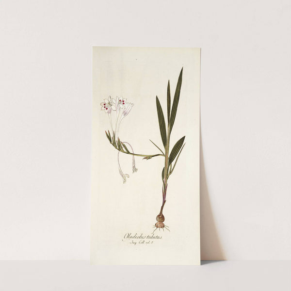 Gladiolus tubatus by Nikolaus Joseph Freiherr von Jacquin