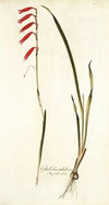 Gladiolus tubulosus