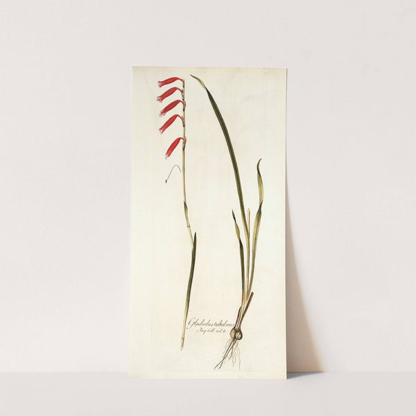 Gladiolus tubulosus by Nikolaus Joseph Freiherr von Jacquin