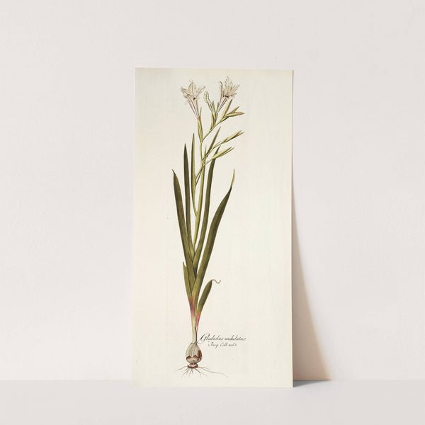 Gladiolus undulatus by Nikolaus Joseph Freiherr von Jacquin