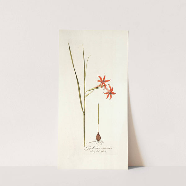 Gladiolus watsonius by Nikolaus Joseph Freiherr von Jacquin
