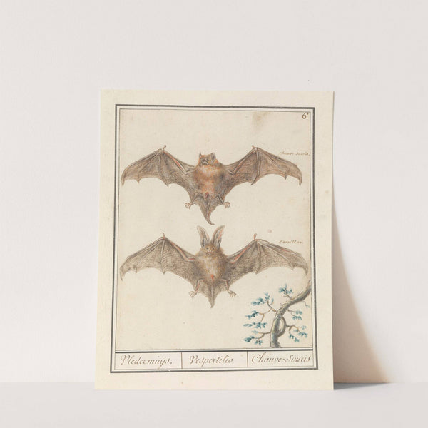 Gladneus vleermuis (Vespertilionidae) Vledermuijs. Vespertilio Chauve-souris (1596-1610) by Anselmus Boëtius de Boodt