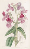 Glandular Balsam