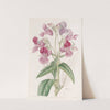 Glandular Balsam by Sydenham Edwards