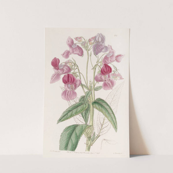 Glandular Balsam by Sydenham Edwards
