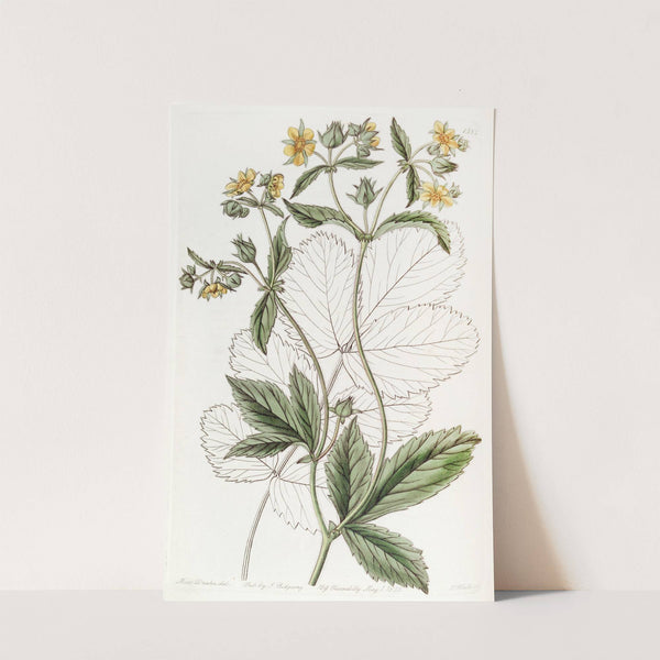 Glandular Cinquefoil by Sydenham Edwards