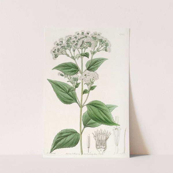 Glandular Eupatorium by Sydenham Edwards