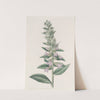 Glandular Lobelia by Sydenham Edwards