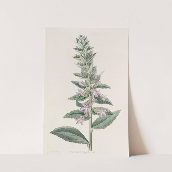Glandular Lobelia by Sydenham Edwards