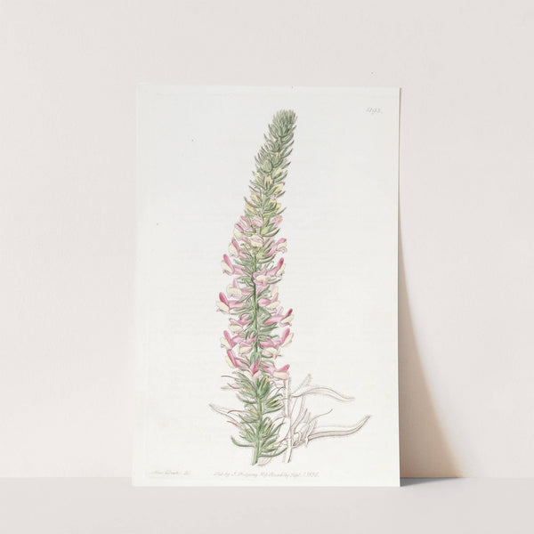 Glandular Snapdragon by Sydenham Edwards