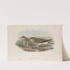 Glareola pratincola. Common Pratincole. (1862-1873) by John Gould