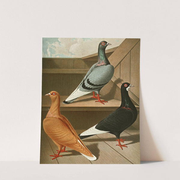 Glattfüssige, Flachstirnige Langschnabel-Tümmler II by Gustav Prütz