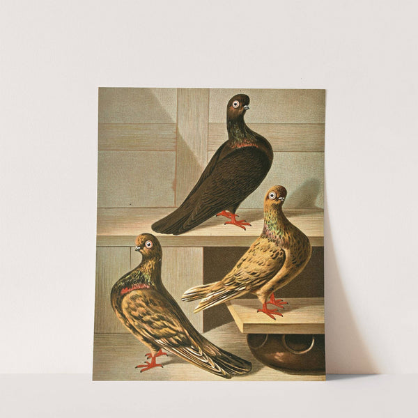 Glattfüssige, Hochstirnige Kurz-Und Dünnschnabel-Tümmler by Gustav Prütz