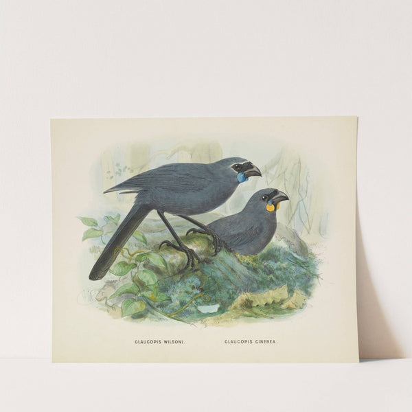 Glaucopis wilsoni and Glaucopis cinerea by John Gerrard Keulemans