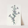 Glaucous Aster by Sydenham Edwards