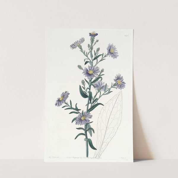 Glaucous Aster by Sydenham Edwards
