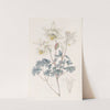 Glaucous Columbine by Sydenham Edwards