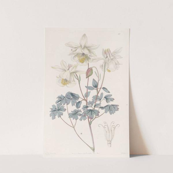 Glaucous Columbine by Sydenham Edwards