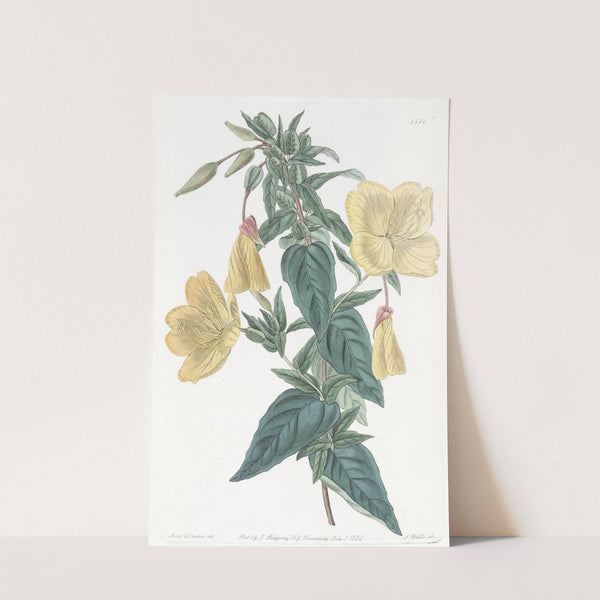Glaucous Oenothera by Sydenham Edwards