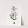 Glaucous Pentstemon by Sydenham Edwards