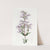 Glaucous Pentstemon by Sydenham Edwards