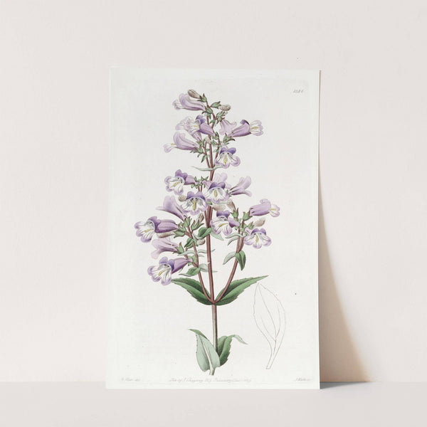 Glaucous Pentstemon by Sydenham Edwards