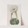 Glaucous Sweet-scented Porcupine Cactus by Sydenham Edwards