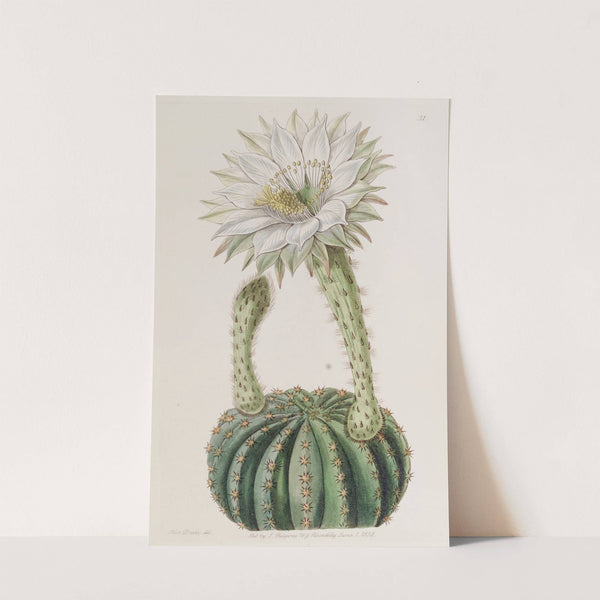 Glaucous Sweet-scented Porcupine Cactus by Sydenham Edwards