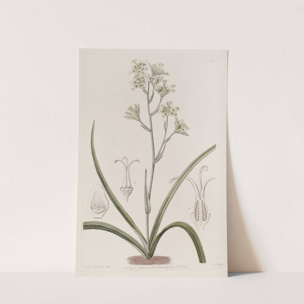 Glaucous Zigadenus by Sydenham Edwards