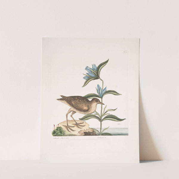 Gllinula Americana, The Soree; Gentiana &c. by Mark Catesby
