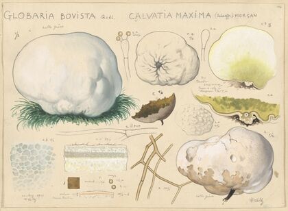Globaria bovista Quél., Calvatia maxima (Schaeff.) morgan (1915-1945)