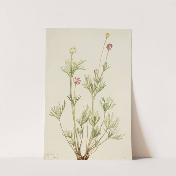 Globe Anemone (Anemone globosa) (1917) by Mary Vaux Walcott