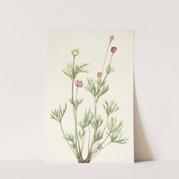 Globe Anemone. Anemone globosa (1925) by Mary Vaux Walcott