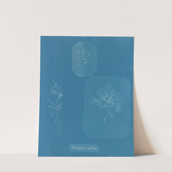 Gloiosiphonia capillaris (1843-1853) by Anna Atkins