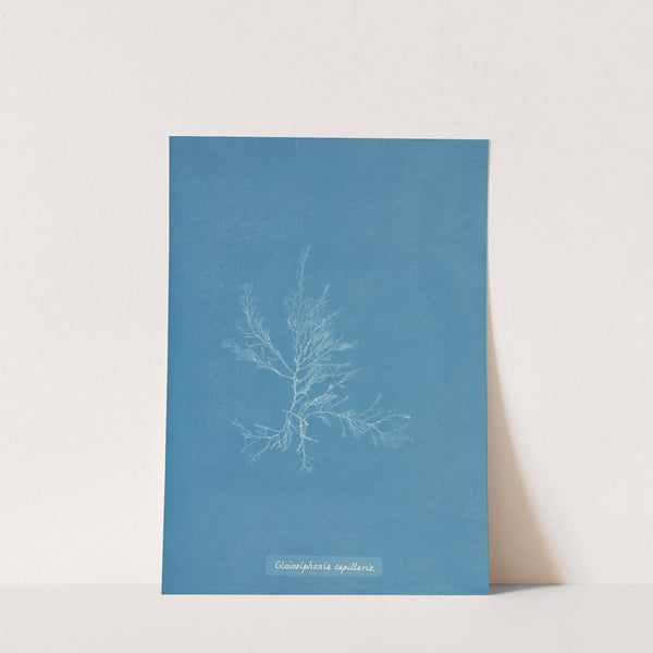 Gloiosiphonia capillaris. (1843-1853) by Anna Atkins