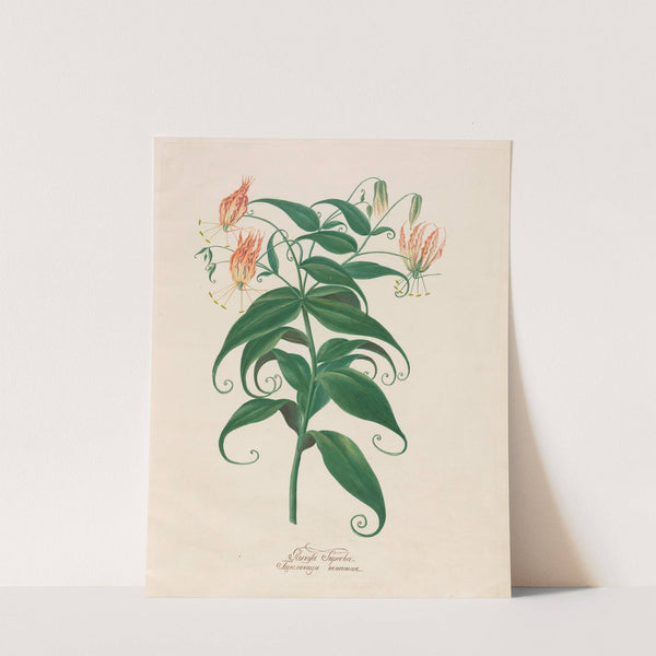 Gloriosa Superba (1797–1810) by Petr Martynovich Gofman