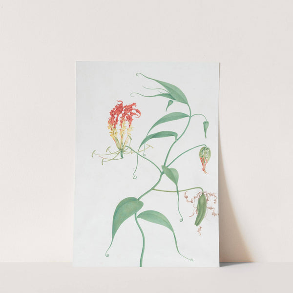 Gloriosa Superba (Climbing Lily) by Nicolas Robert