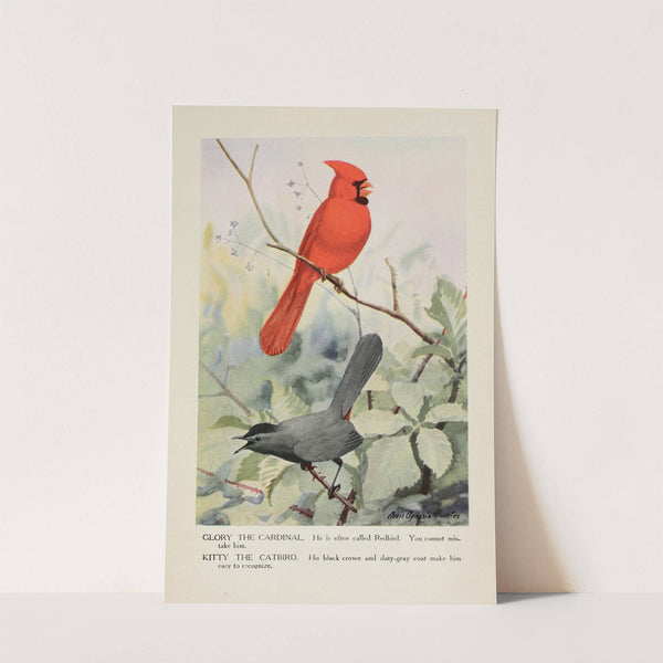 Glory the Cardinal, Kitty the Catbird by Louis Agassiz Fuertes