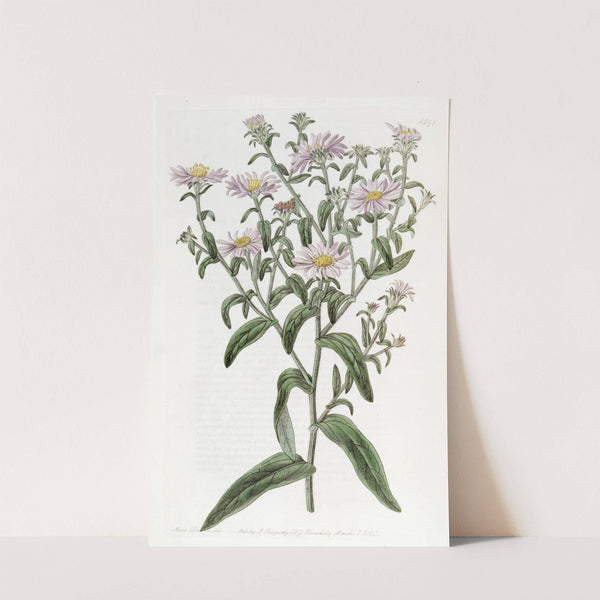 Glossy Aster by Sydenham Edwards